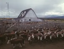 Cattle in corrals on ranch, Beaverhead County, Mont., 1942. Creator: Russell Lee