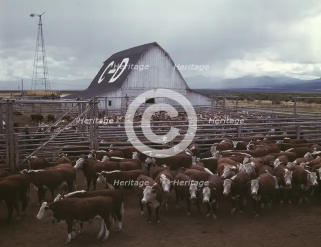 Cattle in corrals on ranch, Beaverhead County, Mont., 1942. Creator: Russell Lee.