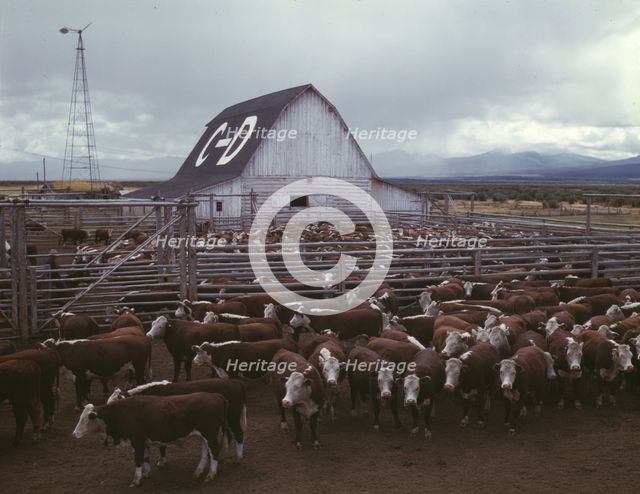 Cattle in corrals on ranch, Beaverhead County, Mont., 1942. Creator: Russell Lee.