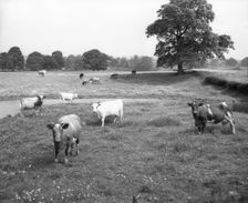 Cattle, Lake District, c1955. Creator: Arthur Charles Kirby Ware