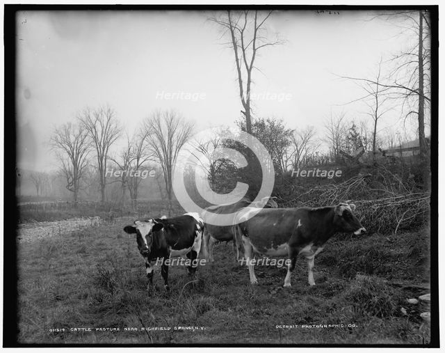 Cattle pasture near Richfield Springs, N.Y., between 1890 and 1901. Creator: Unknown.