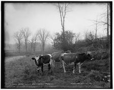 Cattle pasture near Richfield Springs, N.Y., between 1890 and 1901. Creator: Unknown