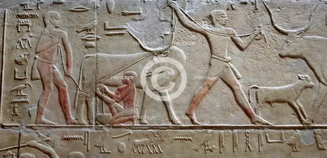 Cattle raising / Milking a cow, polychrome relief, Mastaba of Kagemni, Saqqara, Egypt, 2003. Creator: Unknown.