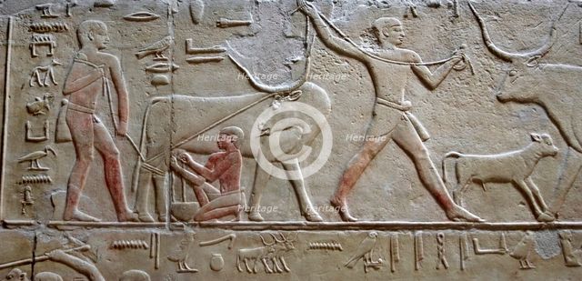 Cattle raising / Milking a cow, polychrome relief, Mastaba of Kagemni, Saqqara, Egypt, 2003. Creator: Unknown.