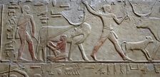 Cattle raising / Milking a cow, polychrome relief, Mastaba of Kagemni, Saqqara, Egypt, 2003. Creator: Unknown