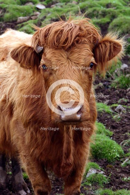 Cattle, Skye, Highland, Scotland.