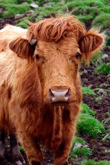 Cattle, Skye, Highland, Scotland. Creator: Peter Thompson
