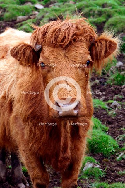 Cattle, Skye, Highland, Scotland. Creator: Peter Thompson.