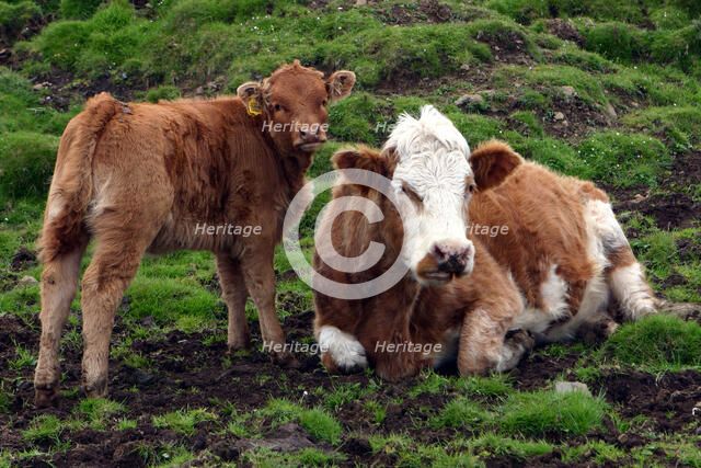 Cattle, Skye, Scotland.