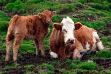 Cattle, Skye, Scotland. Creator: Peter Thompson