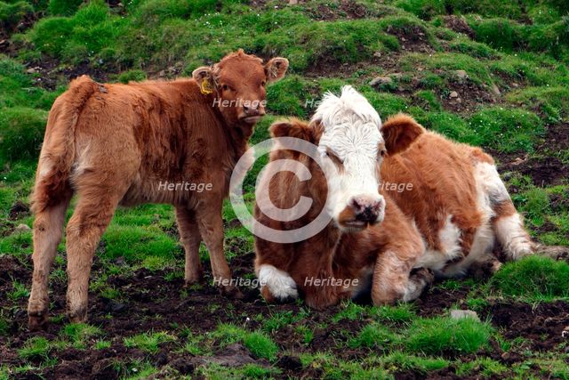 Cattle, Skye, Scotland. Creator: Peter Thompson.