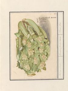 Cauliflower (Brassica oleracea convar. botrytis var. Botrytis), 1596-1610. Creators: Anselmus de Boodt, Elias Verhulst