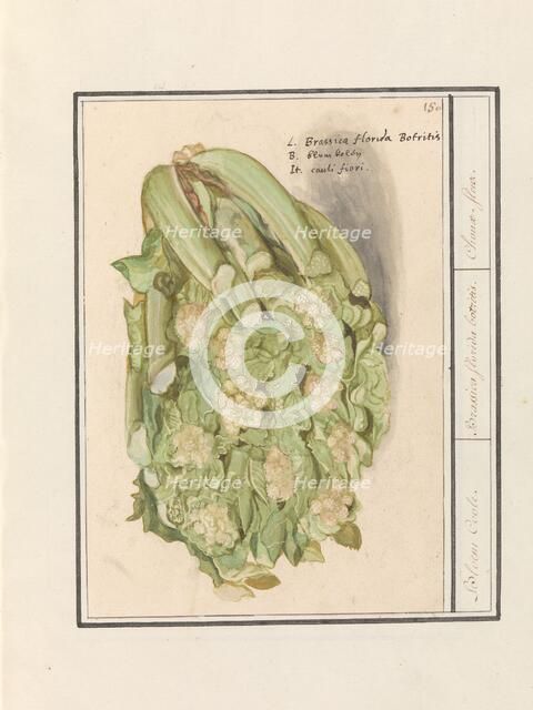 Cauliflower (Brassica oleracea convar. botrytis var. Botrytis), 1596-1610. Creators: Anselmus de Boodt, Elias Verhulst.