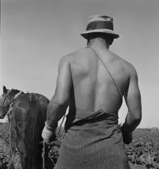 Cauliflower fields, Spring plowing, Guadalupe, California., 1937. Creator: Dorothea Lange