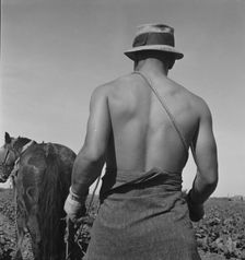 Cauliflower fields, Spring plowing, Guadalupe, California., 1937. Creator: Dorothea Lange