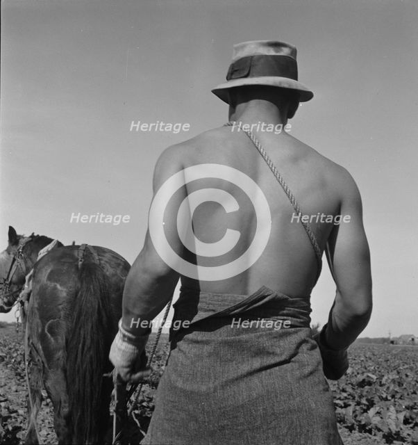 Cauliflower fields, Spring plowing, Guadalupe, California., 1937. Creator: Dorothea Lange.