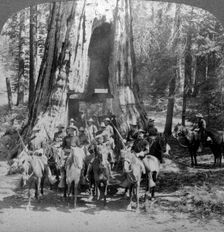 Cavalry passing through the great tree California California, USA.Artist: Underwood & Underwood