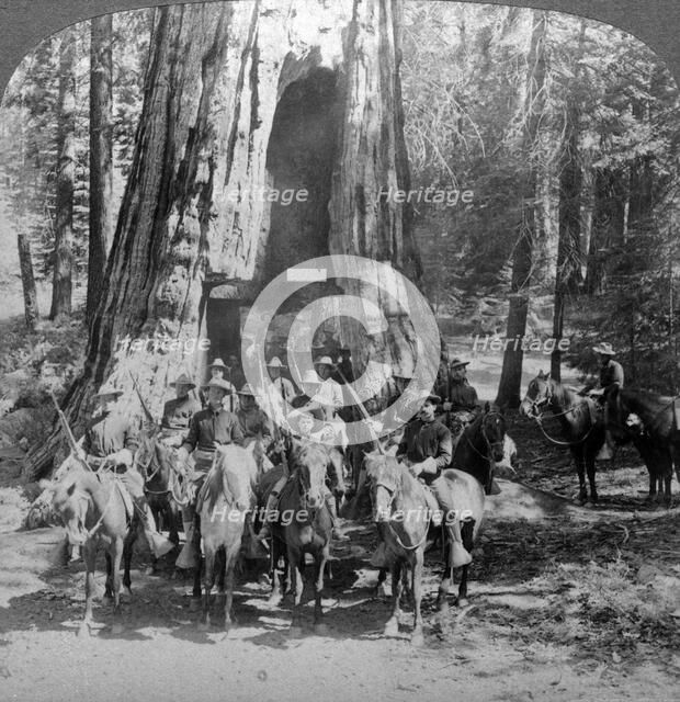 Cavalry passing through the great tree 'California', California, USA.Artist: Underwood & Underwood