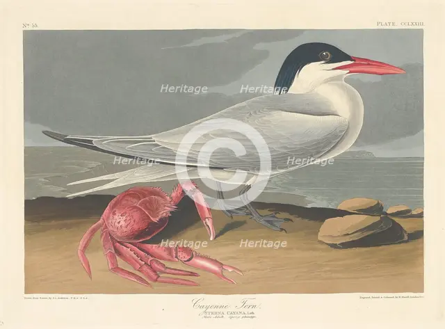 Cayenne Tern, 1835. Creator: Robert Havell.