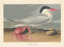 Cayenne Tern, 1835. Creator: Robert Havell