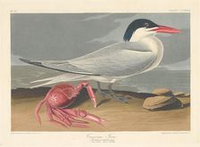 Cayenne Tern, 1835. Creator: Robert Havell