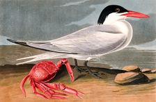 Cayenne Tern, Sterna Maxima, 1845