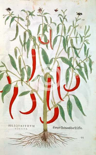 Cayenne Pepper plant (Capsicum), 16th century. Artist: Unknown