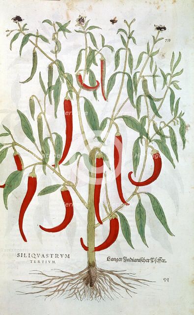 Cayenne Pepper plant (Capsicum), 16th century. Artist: Unknown