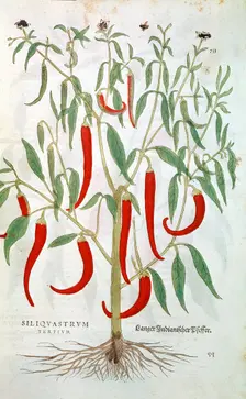 Cayenne Pepper plant (Capsicum), 16th century