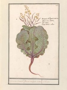 Cabbage (Brassica oleracea), 1596-1610. Creators: Anselmus de Boodt, Elias Verhulst