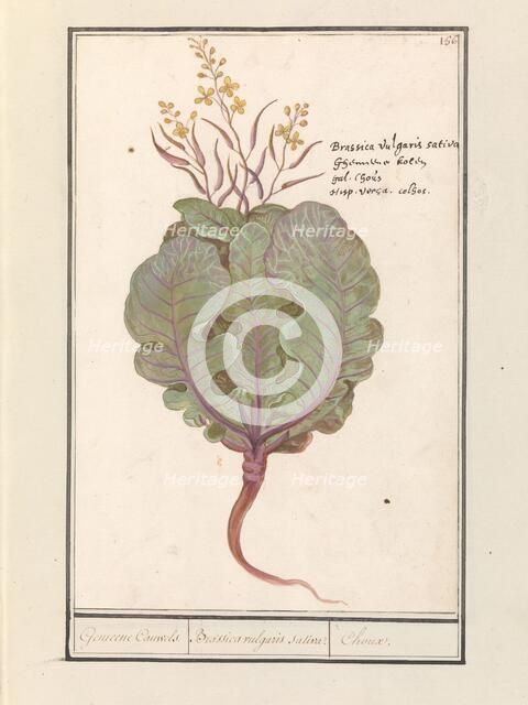 Cabbage (Brassica oleracea), 1596-1610. Creators: Anselmus de Boodt, Elias Verhulst.