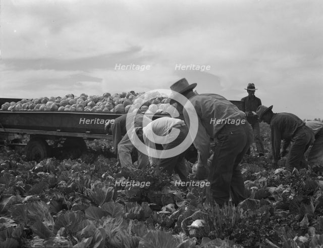 Cabbage cutting and hauling by new Vessey (flat truck) system, Imperial Valley, California, 1937. Creator: Dorothea Lange.