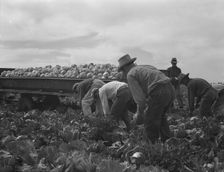Cabbage cutting and hauling by new Vessey (flat truck) system, Imperial Valley, California, 1937. Creator: Dorothea Lange