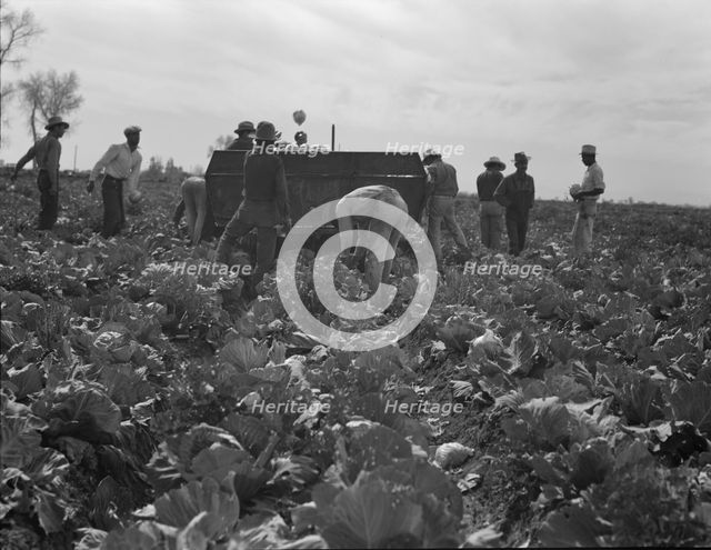 Cabbage harvesting, Imperial Valley, California, 1937. Creator: Dorothea Lange.