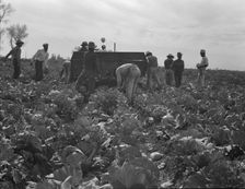 Cabbage harvesting, Imperial Valley, California, 1937. Creator: Dorothea Lange