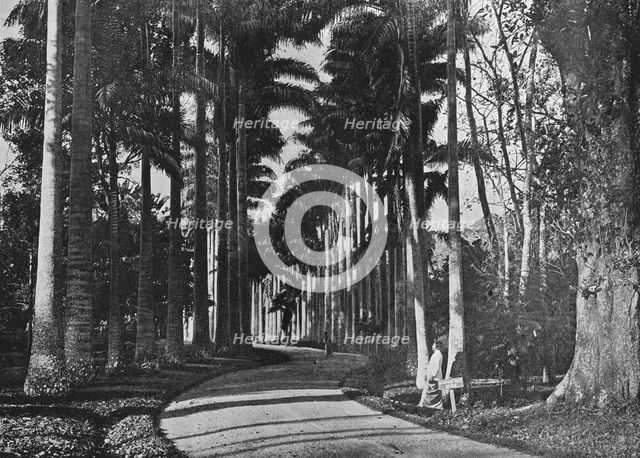 'Cabbage Palms in Peradeniya Gardens', c1890, (1910). Artist: Alfred William Amandus Plate.