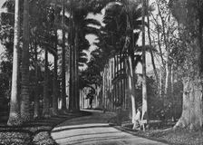 Cabbage Palms in Peradeniya Gardens c1890, (1910). Artist: Alfred William Amandus Plate