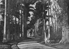 Cabbage Palms in Peradeniya Gardens c1890, (1910). Artist: Alfred William Amandus Plate