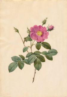 Cabbage Rose (Rosa Centifolia Simplex), 1817-1824. Creator: Henry Joseph Redouté (French, 1766-1853)