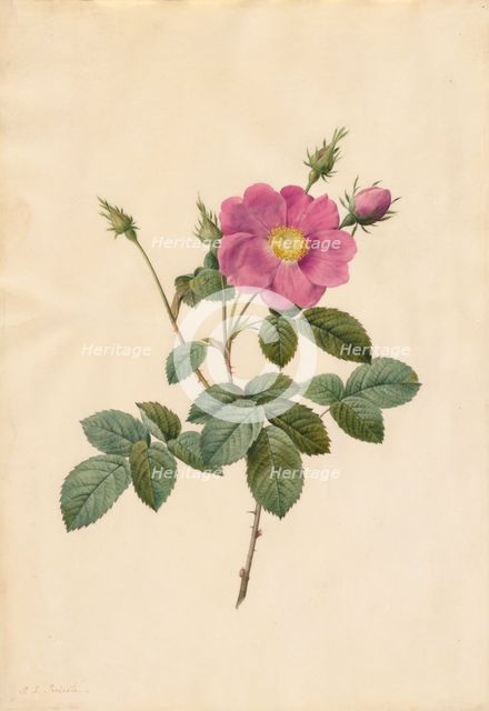 Cabbage Rose (Rosa Centifolia Simplex), 1817-1824. Creator: Henry Joseph Redouté (French, 1766-1853).
