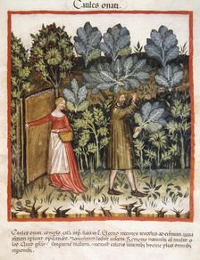 Cabbages, 14th century. Creator: Unknown