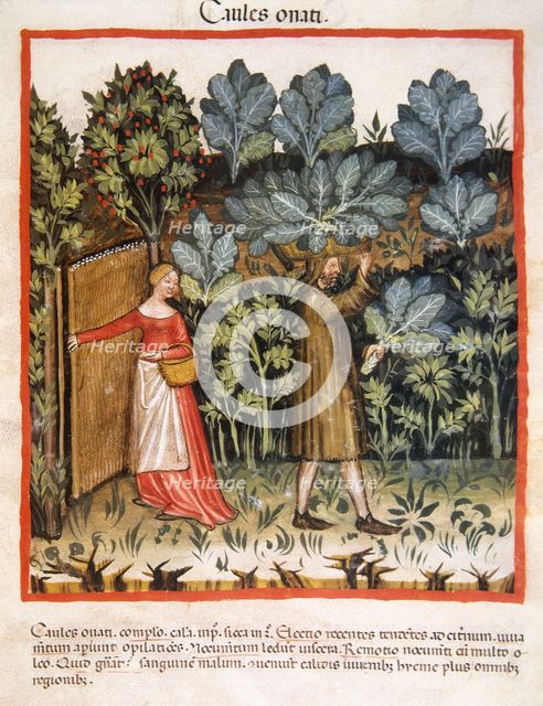 Cabbages, 14th century.  Creator: Unknown.