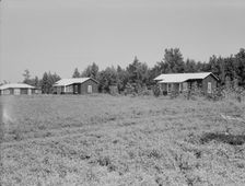 Cabins at the Delta cooperative farm, Hillhouse, Mississippi, 1937. Creator: Dorothea Lange