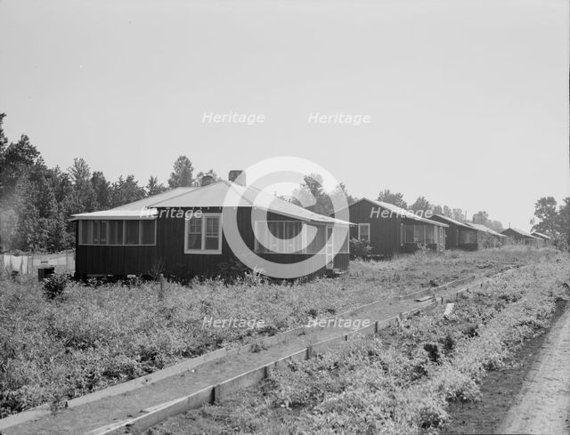 Cabins at the Delta cooperative farms, Hillhouse, Mississippi, 1937. Creator: Dorothea Lange.
