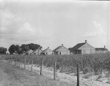 Cabins for sugarcane workers, Bayou La Fourche, Louisiana, 1937. Creator: Dorothea Lange