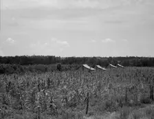 Cabins in the corn, South Georgia, 1937. Creator: Dorothea Lange