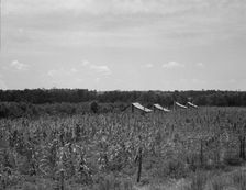 Cabins in the corn, South Georgia, 1937. Creator: Dorothea Lange