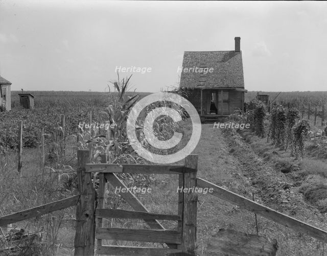 Cabins in the sugarcane country, Bayou La Fourche, Louisiana, 1937. Creator: Dorothea Lange.