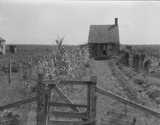 Cabins in the sugarcane country, Bayou La Fourche, Louisiana, 1937. Creator: Dorothea Lange