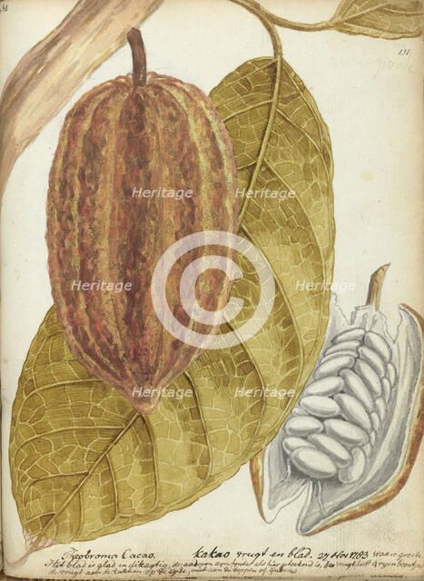 Cacao, 1783. Creator: Jan Brandes.